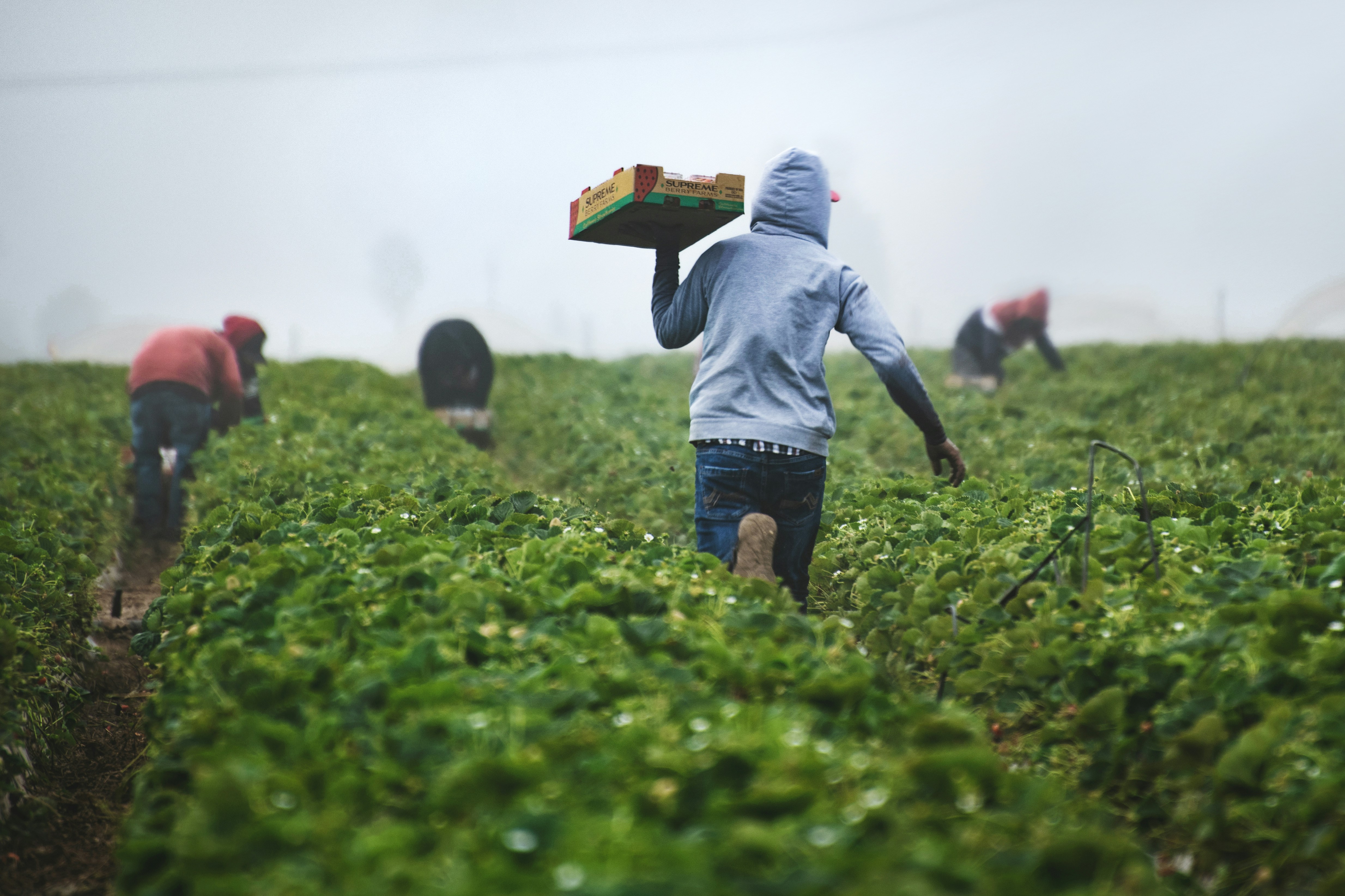 Strawberry field rows