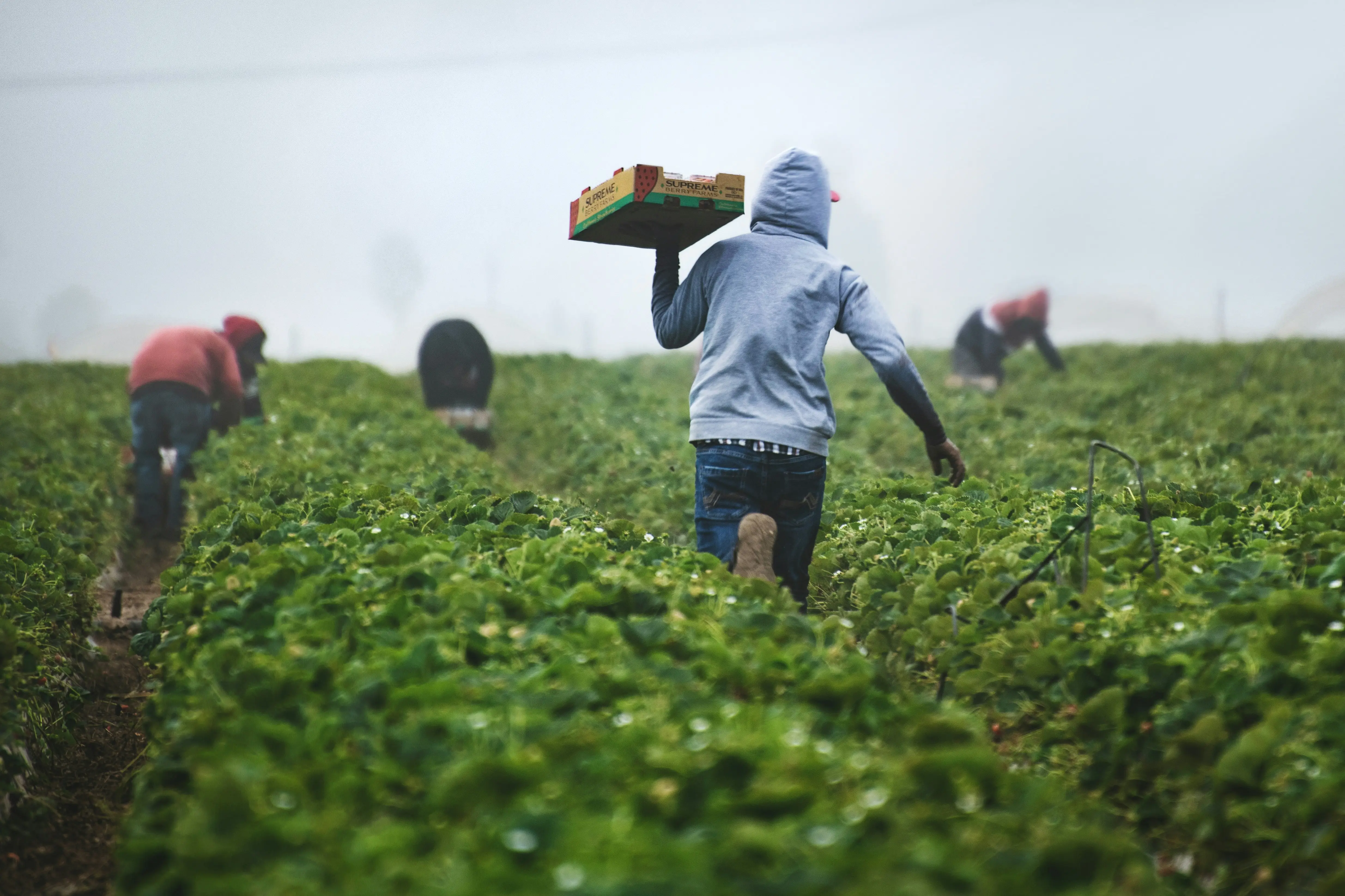Strawberry field rows